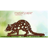 Eastern Spotted Quoll 
