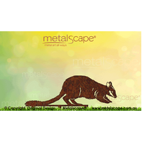 Brush-tailed Rock Wallaby - Juvenile Crawling