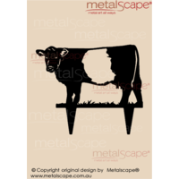 Belted Galloway on spikes