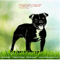 Staffy (Staffordshire bull terrier) on spikes