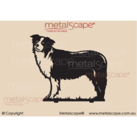 Collie Standing Life Size