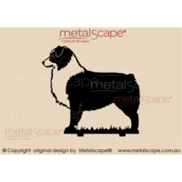 Australian Shepherd - Medium