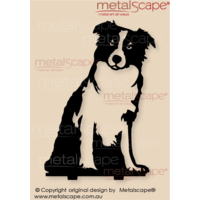 Collie Dog C Male