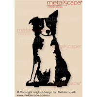 Collie Dog Teenager (D) Male on spikes