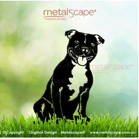 English Staffordshire Bull Terrier Sitting