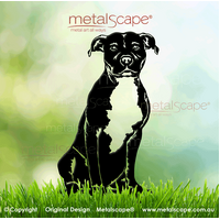 American Staffordshire Bull Terrier Sitting