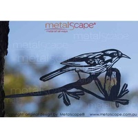 Honeyeater and Banksia on tree mount spike