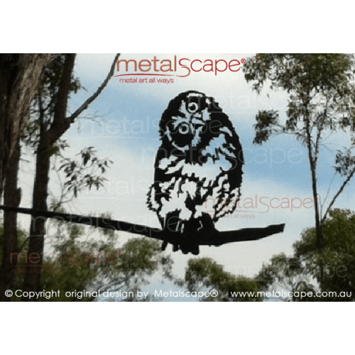 Southern Boobook Owl Fledgling tree mount